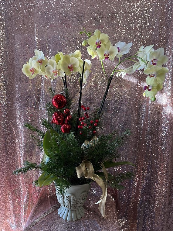 Orchid Plant with xmas deco