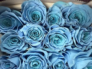 Blue Roses Lover