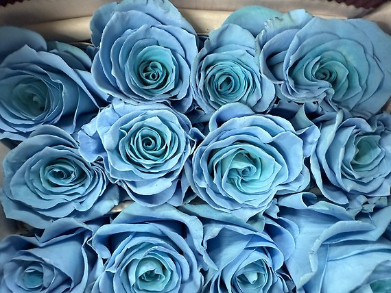 Blue Roses Lover