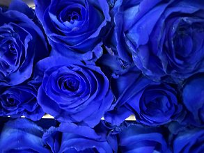 Royal blue roses