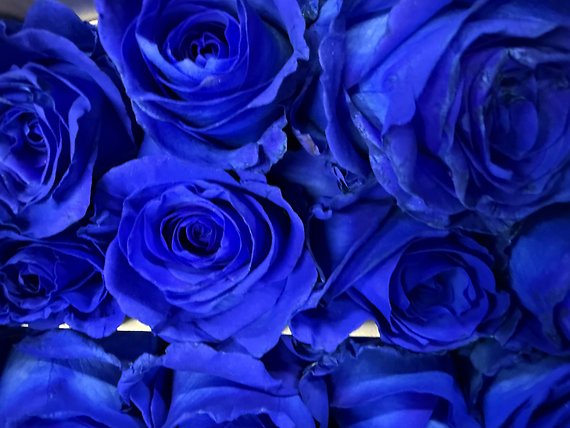 Royal blue roses